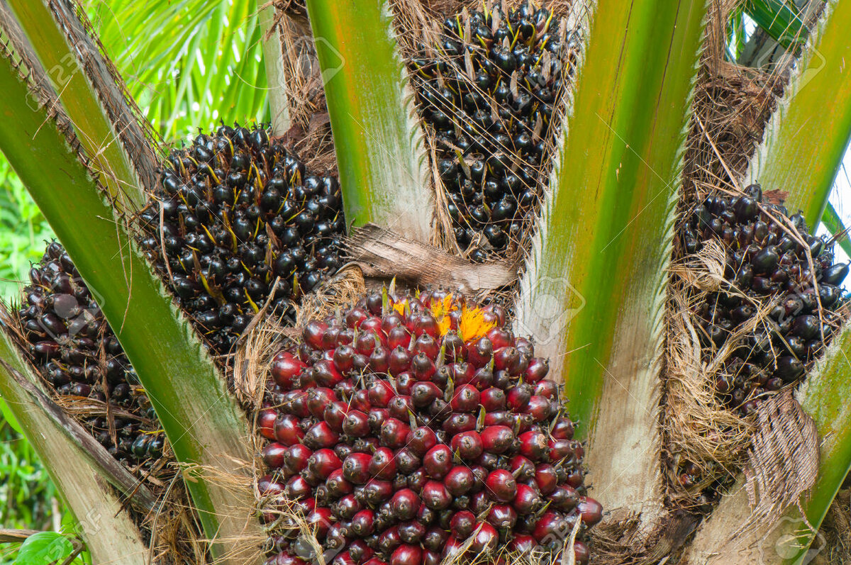 Плоды пальмы Elaeis guineensis