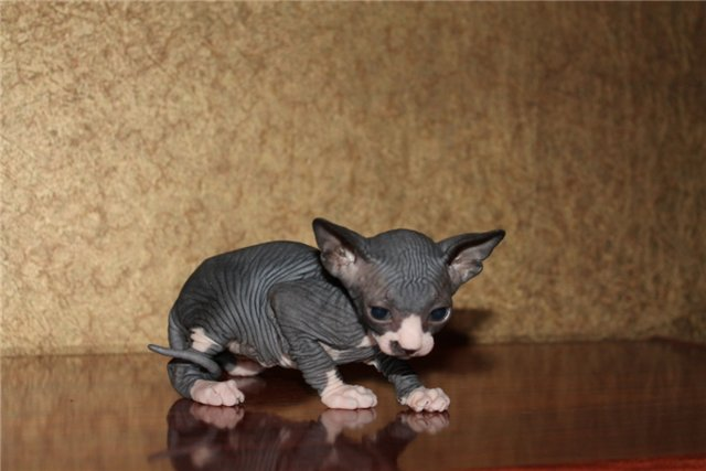 Котенок до 2-х месяцев еще не имеет инстинкта "правильно ходить в туалет"