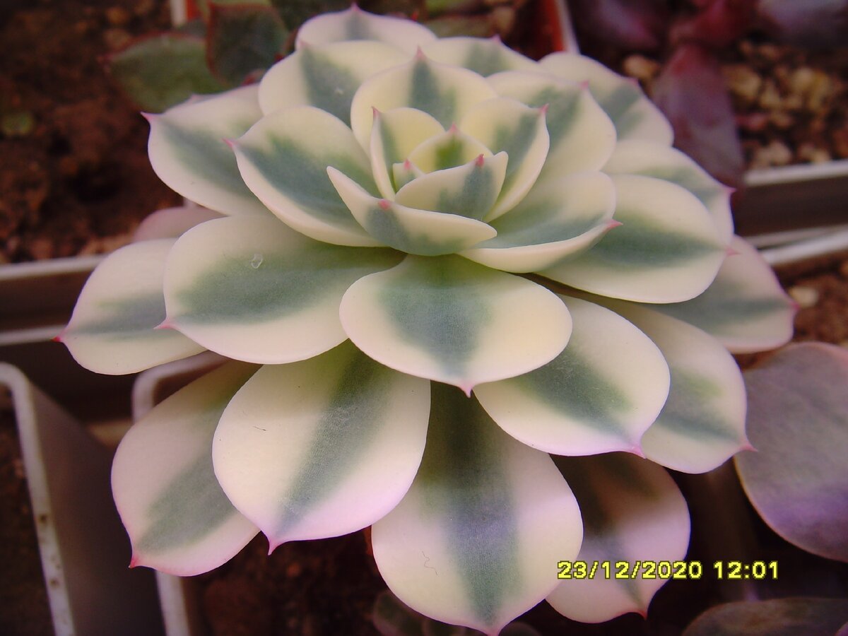 echeveria Compton Carousel