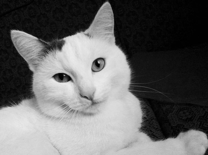 Моя любимая пушистая мордашка