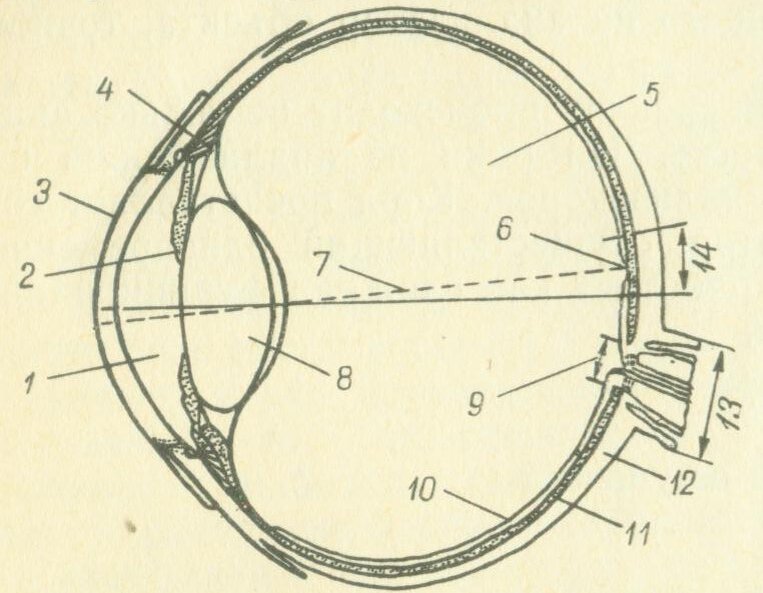 Рассмотрите рисунок глаза человека. Схема глазного яблока человека. Схема глазного яблока 8 класс биология. Строение глаза человека схема без подписей. Конструкция человеческого глаза.