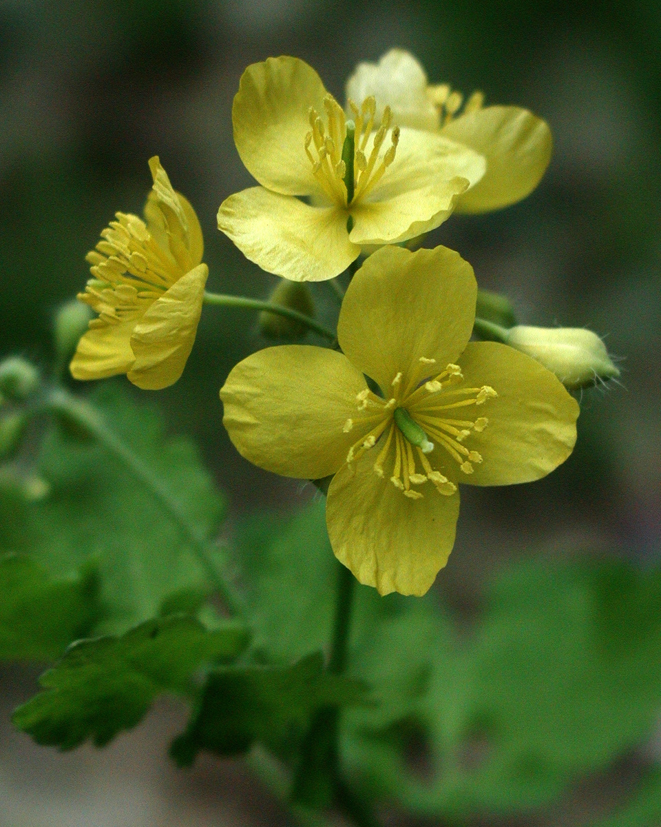Фотогрфия чистотела