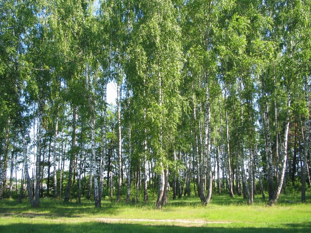 Летняя роща
