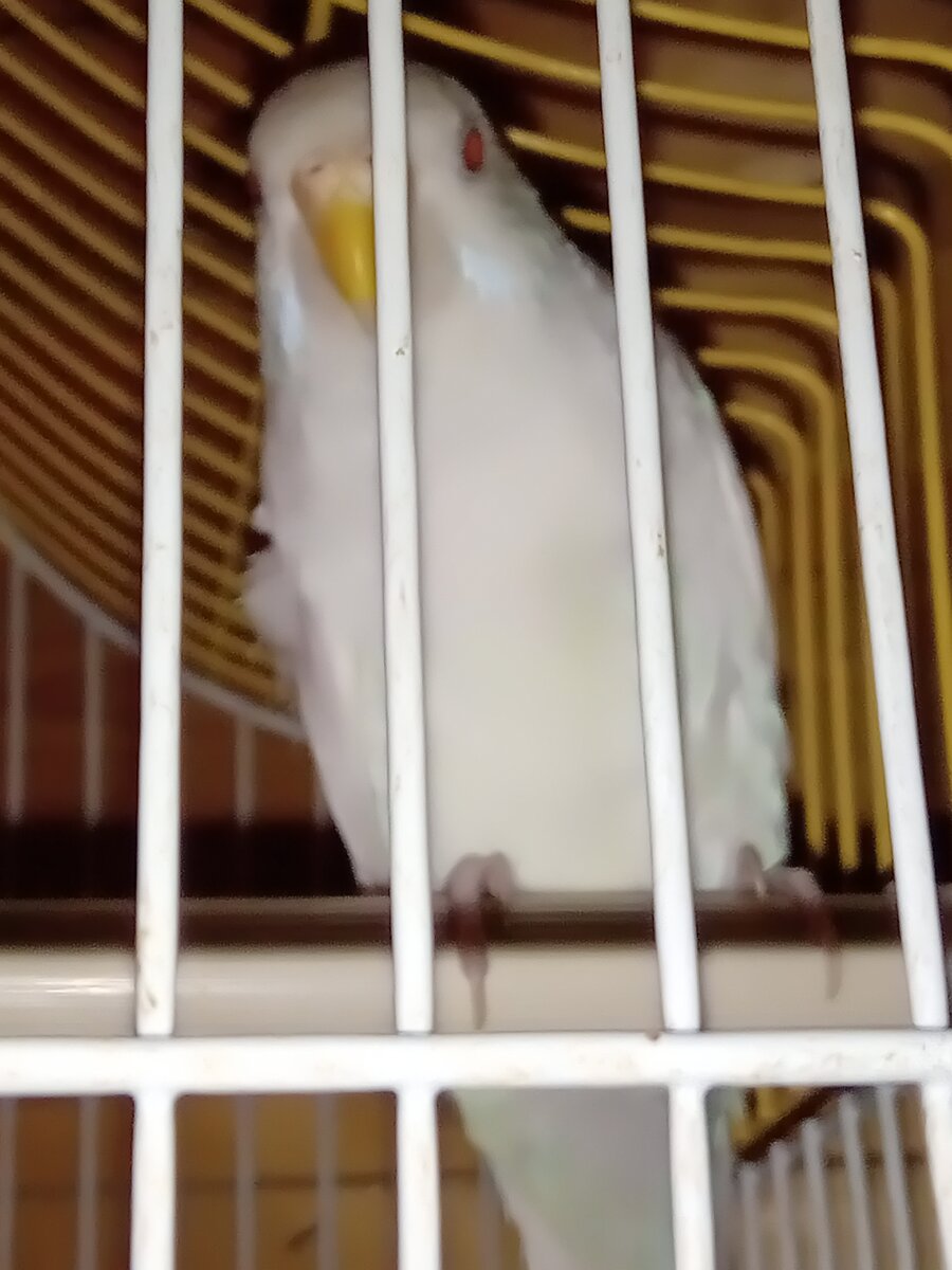 Одинокая белая птица