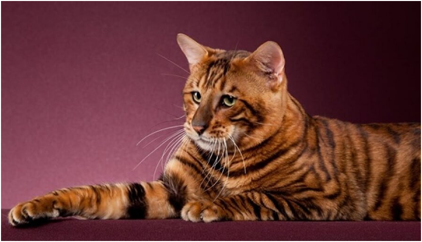 домашняя кошка Тойгер