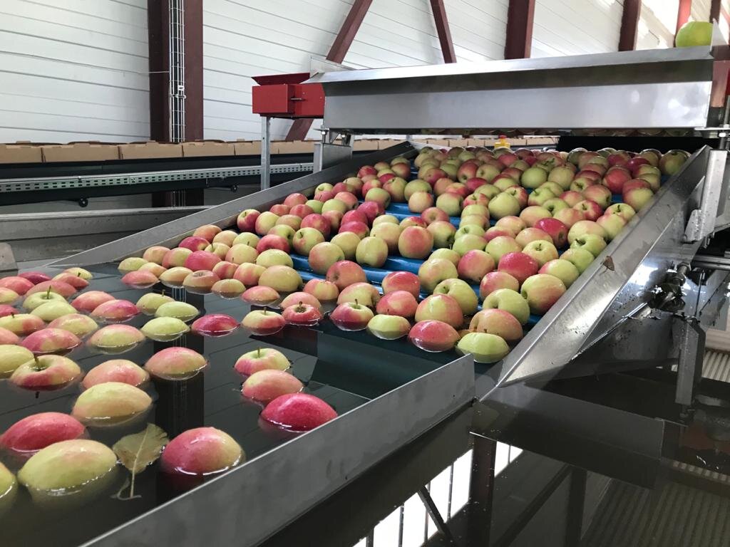 сортируем яблоки в цехе. яблоки импортные. роликовый транспортер для яблок. фасовщик овощей. сортировка яблок по размеру.