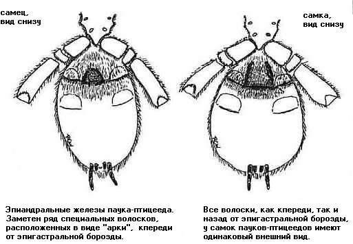 как отличить самку паука от самца