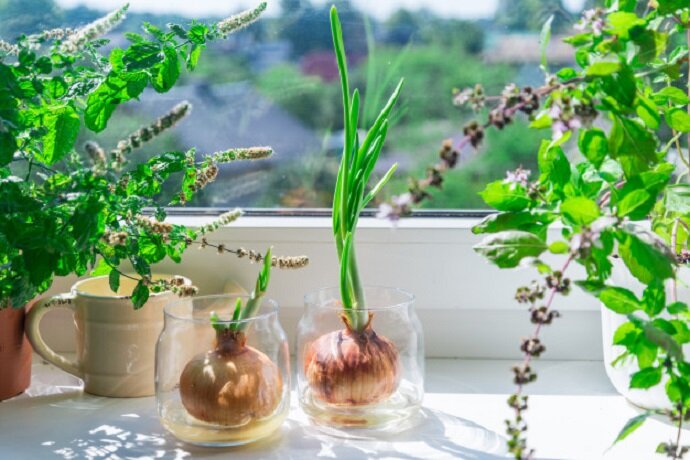 Борьба с вредителями и болезнями