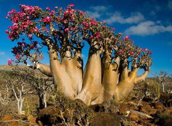 Адениум в природе. Яндекс картинки 