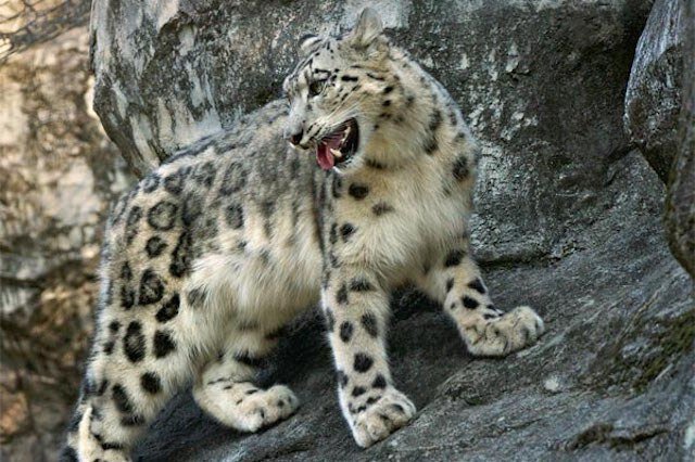 Снежный барс.