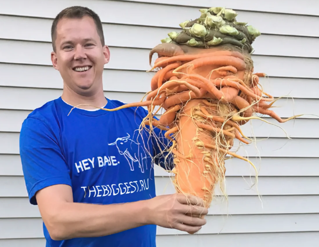 10 килограмм моркови. Кристофер Квалли самая большая морковь. Самая большая морковь в мире рекорд Гиннесса.