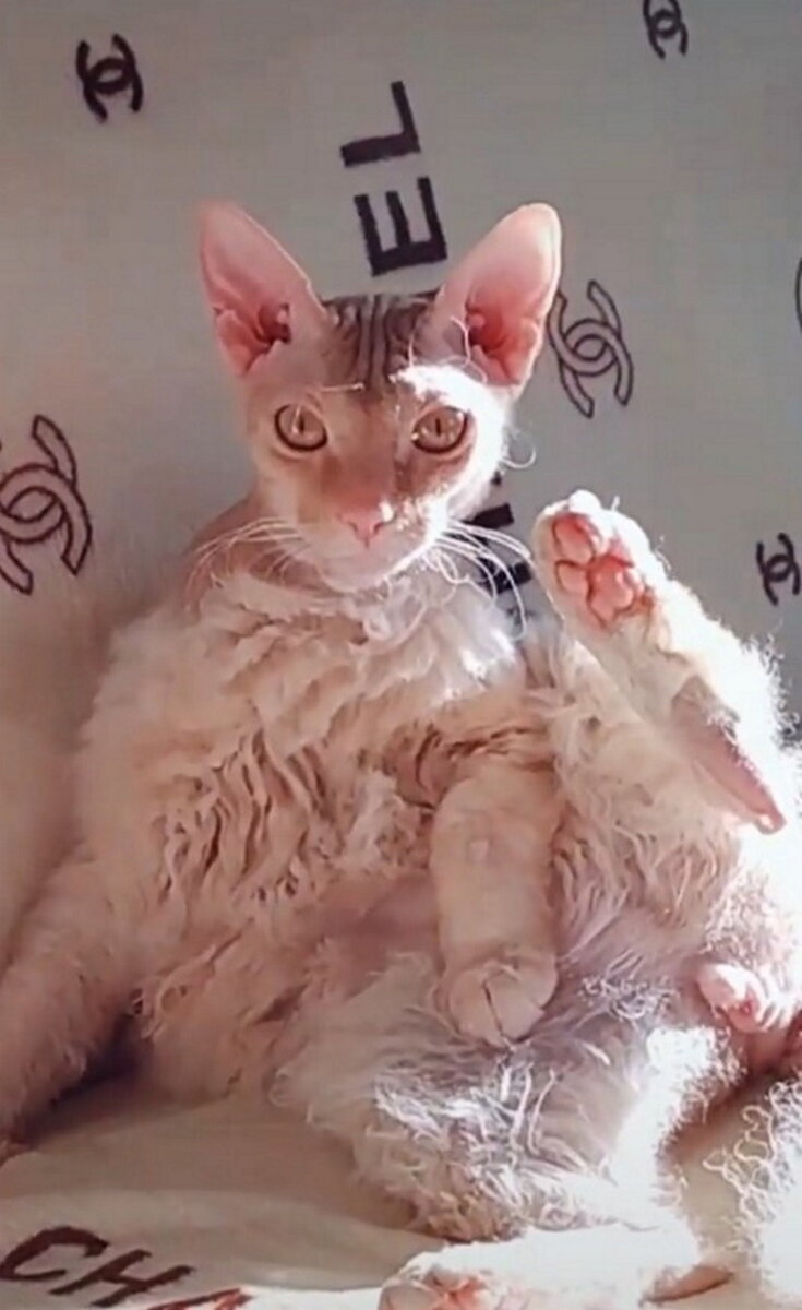 удивительный Морган