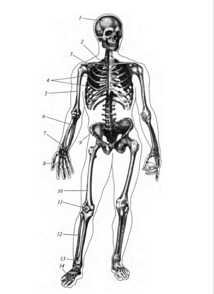 Скелет человека (вид спереди); 1-череп; 2-грудина; 3-ключица; 4-ребра; 5-плечевая кость; 6-локтевая кость; 7-лучевая кость; 8-кости кисти; 9-тазовая кость; 10-бедренная кость; 11-надколенник;12- малоберцовая кость; 13; большеберцовая кость; 14-кости стопы.