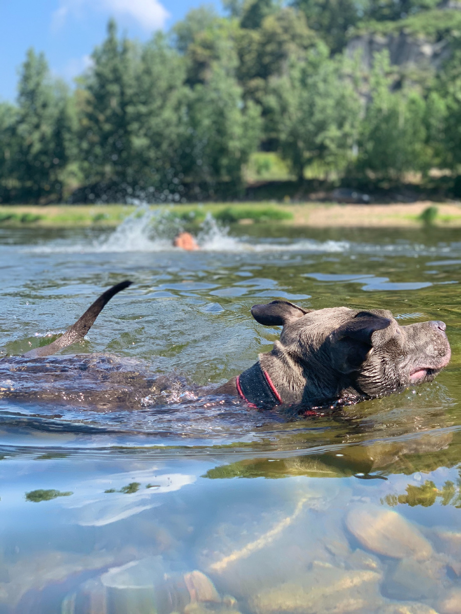 Питбуль Дымка, р.Инзер
