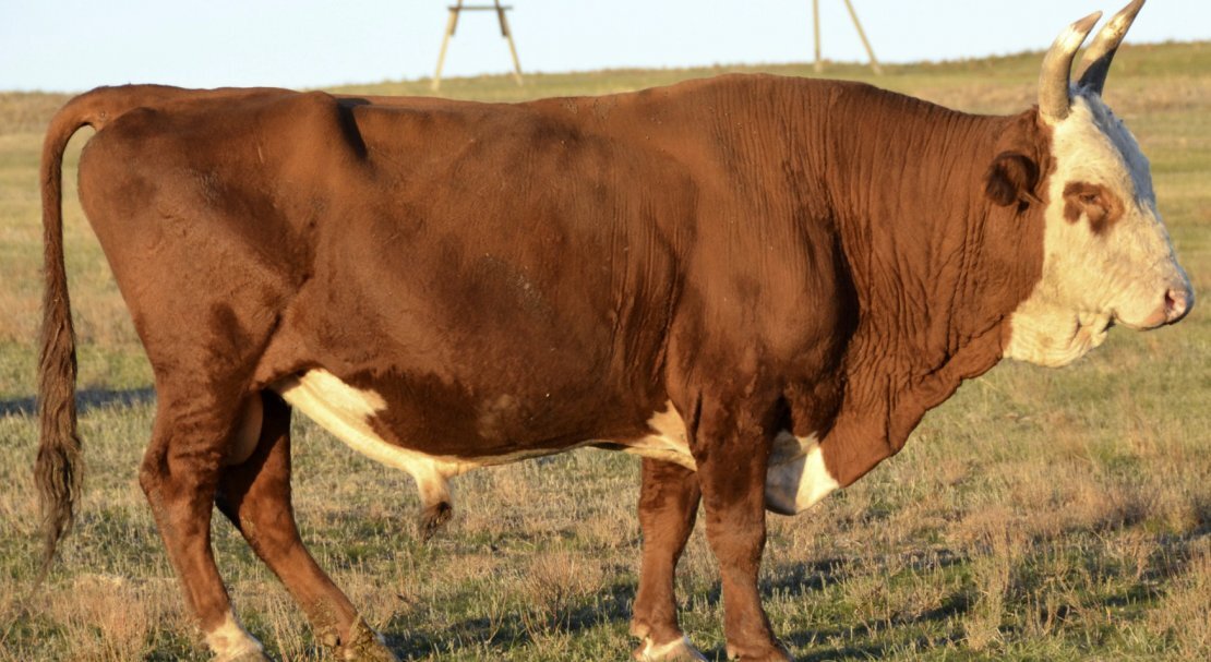 Калмыцкая порода коров — порода крупного рогатого скота мясного направления продуктивности.-2