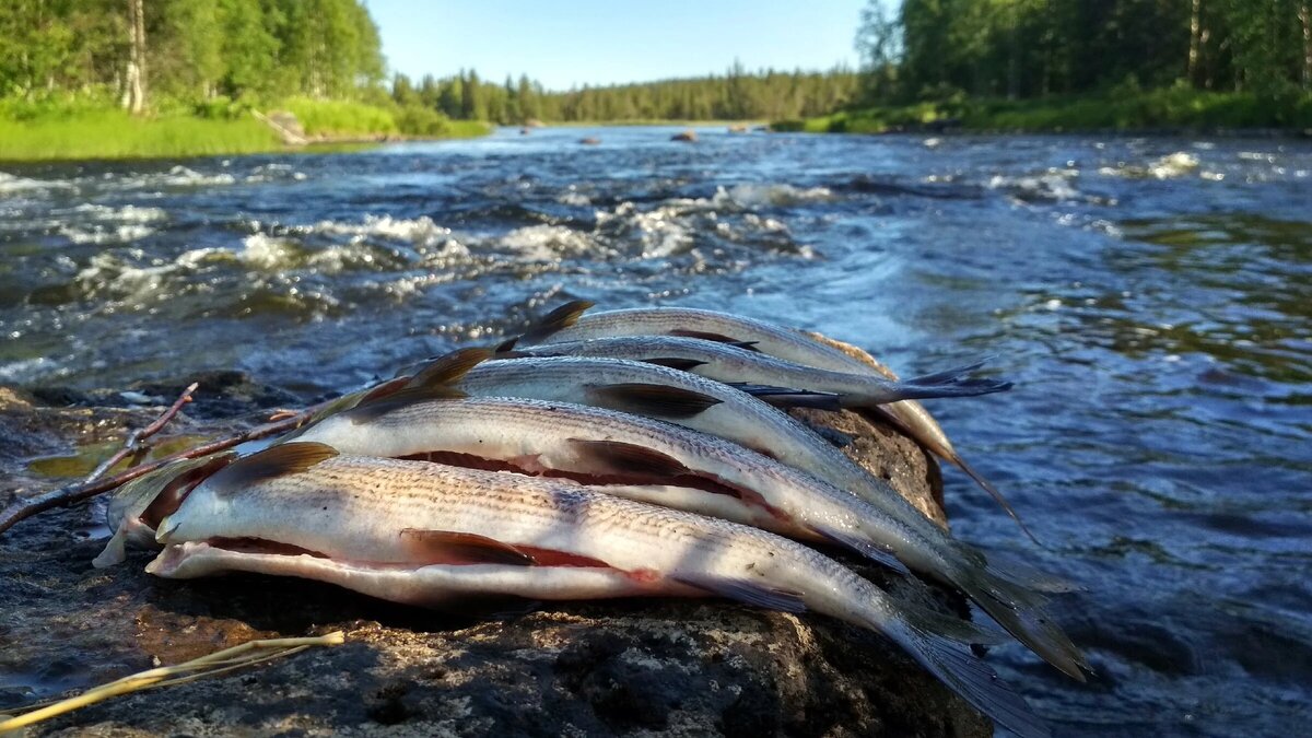 Фото с сайта: https://inkarjala.ru