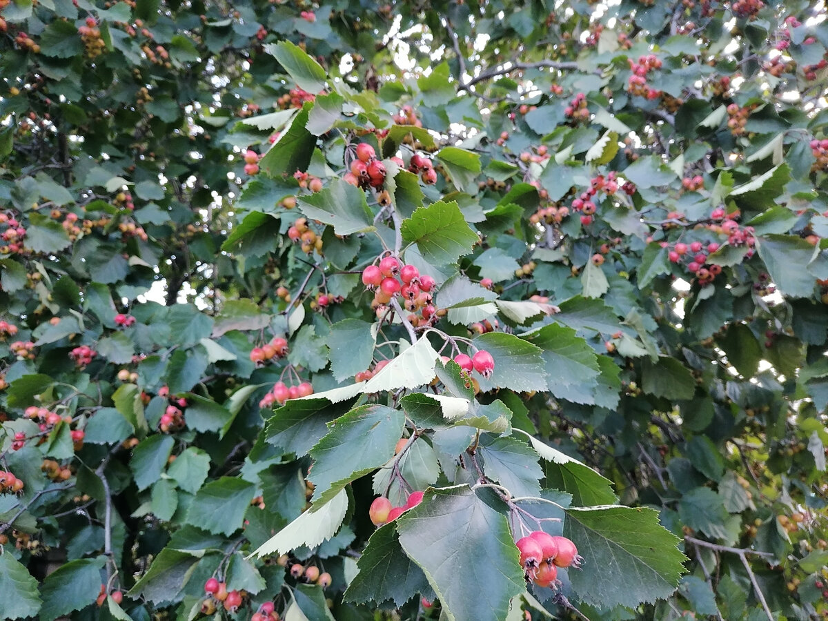 Всем добра!