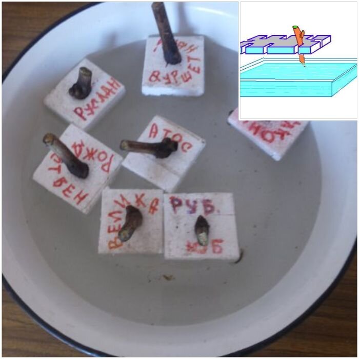 "плотики"с черенками,коллаж автора.