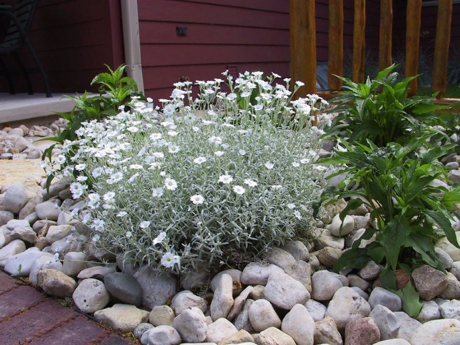 Ясколка tomentosum Silver White