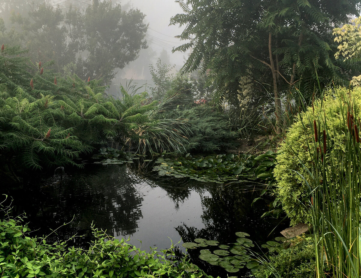 Мой пруд ранним утром.