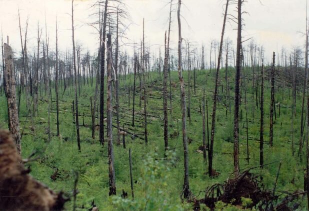 Но в самом эпицентре почти все деревья устояли - но с ним сбило все ветви... Взрыв был в воздухе, и ударная волна прошла вниз...