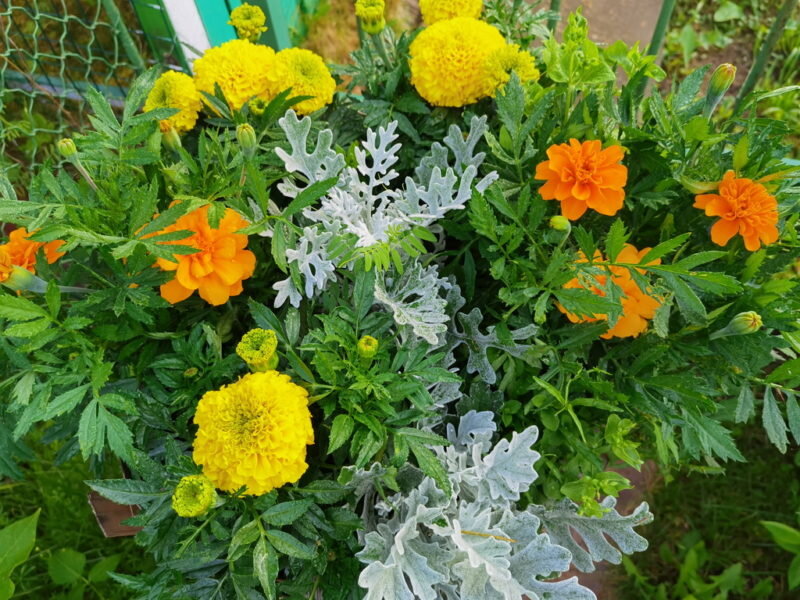 Выбор сорта.