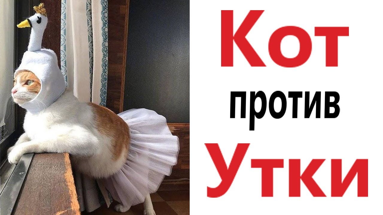 Доми шоу мемы с котами Мемы и приколы доми шоу фото