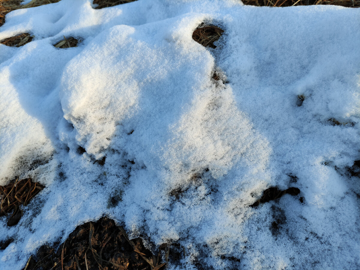 Это моя замульчированная грядка с озимым чесноком