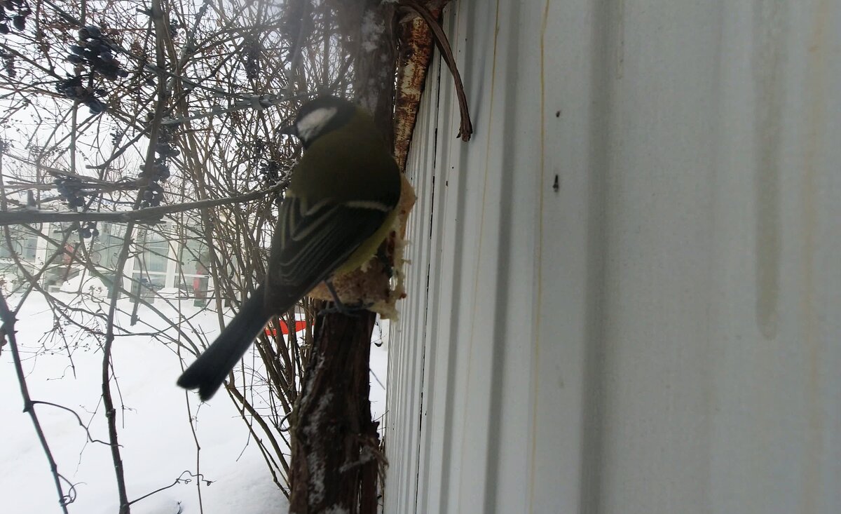В укромном месте синицам не страшны хищники