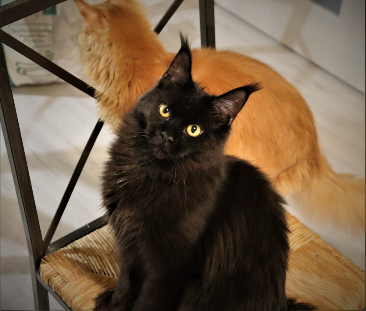 Фото из личного архива. Шури Котоамацуками