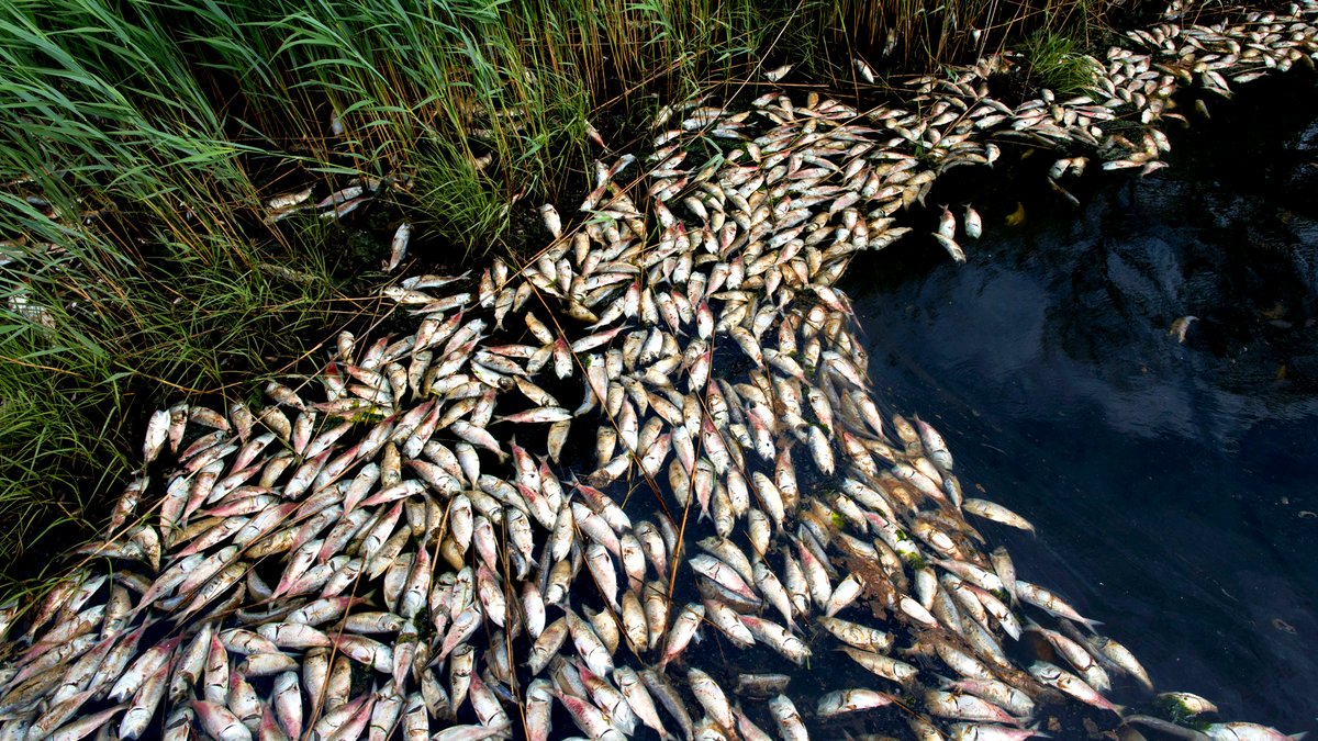 Мертвая рыба