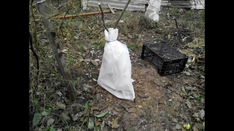 Укрытый на зиму куст