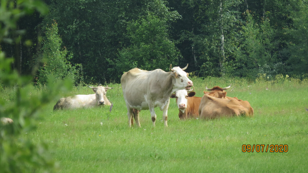 Какие стада ходили по этим лугам еще лет 20 назад! Теперь осталось одно - деревенское, голов 15 и большое фермерское, но его почти не выпасают, стойловое содержание.