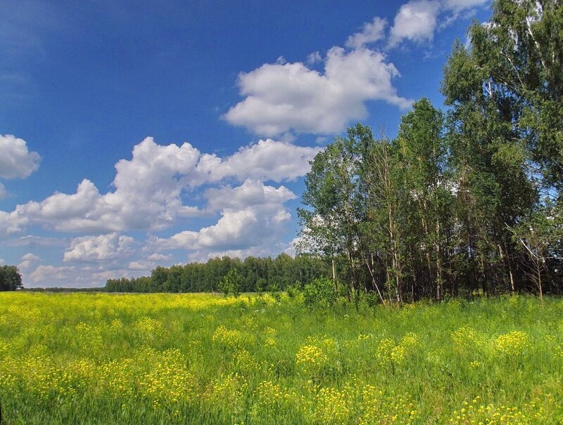 Природа средне. Пейзаж средней полосы. Русская природа средней полосы. Лето в средней полосе. Лето в средней полосе России.