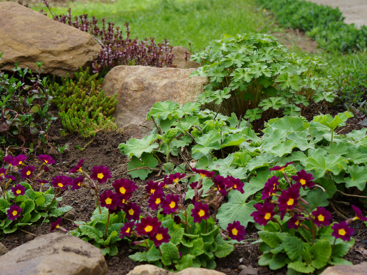 Примула в первых рядах