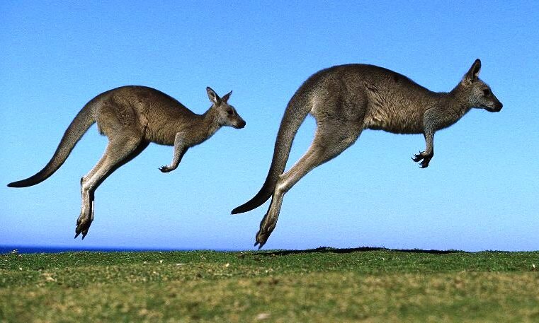 Кенгуру в прыжке - это основной способ их передвижения