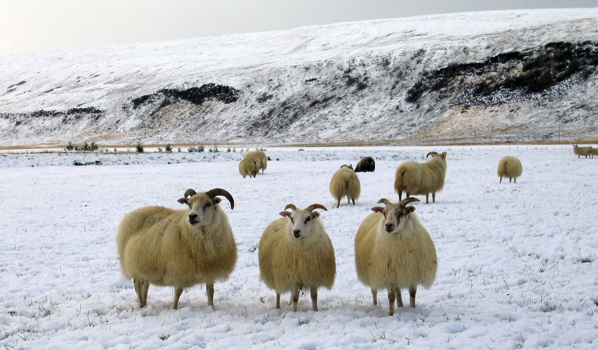 Благодаря неприхотливости исландские овцы могут жить чуть ли не на голых скалах. 