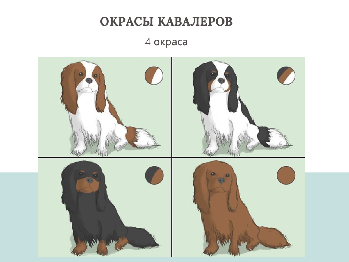 4 окраса Кавалер Кинг Чарльз Спаниелей: бленхейм, триколор, черно подпалый и рубиновый