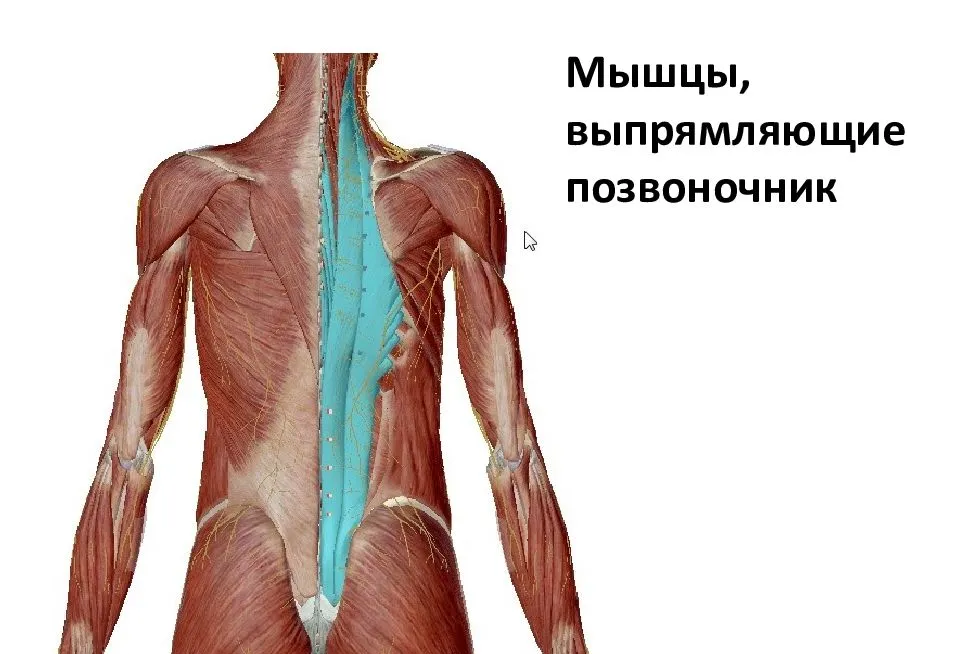 Разгибатели мышц спины и позвоночника. Мышцы разгибатели позвоночника. Мышца выпрямляющая позвоночник анатомия. Разгибатели спины анатомия. Спин удлинит