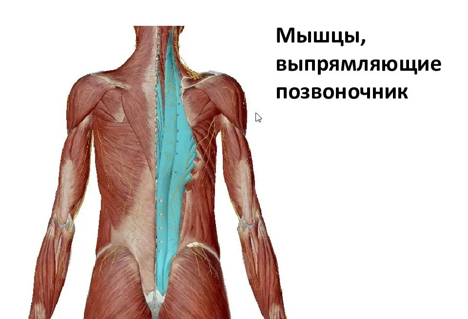 Разгибатели мышц спины и позвоночника. Мышца разгибающая позвоночник. Мышца выпрямляющая позвоночник анатомия. Мышцы разгибатели позвоночника.