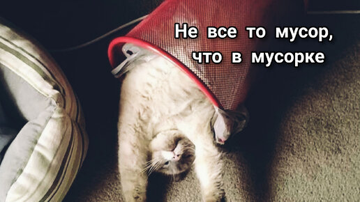 Кошки, которые просто спят, но смотреть на них без улыбки не получается