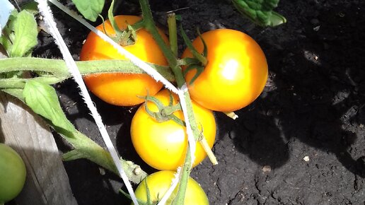 Red tomatoes