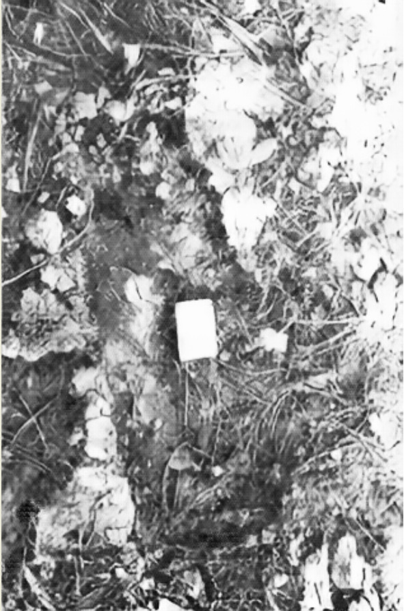 След (стандартная длина коробка спичек примерно 5 см) сфотографированный Г.М.Лепинских в отрогах хребта Улан-Бургасы в октябре 1988г. Впервые опубликовано в книге [А.В.Тиваненко По следам таежных призраков, Улан-Удэ, 1995г.]