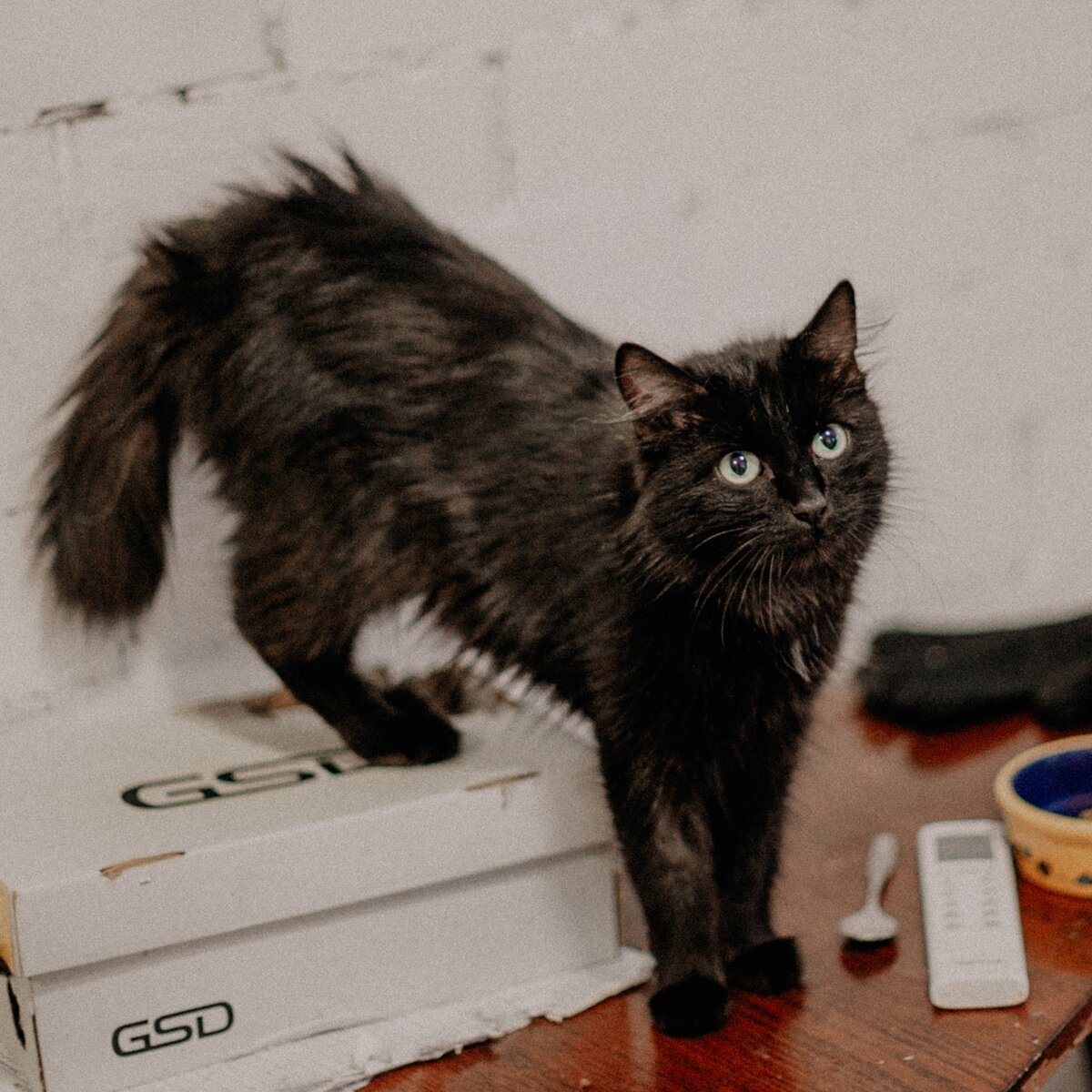 Сейчас Кармен уже стерилизована, все проблемы в прошлом, малышка стала спокойной, ласковой и дружелюбной. 
Отлично уживается в кошачьем коллективе, в отличие от тезки, скандалы не устраивает, интриги не плетет.
