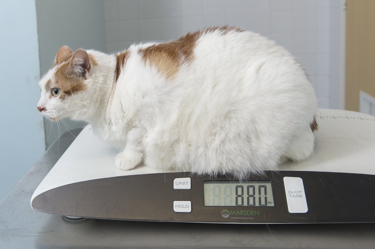 Весы для кошек купить. Ожирение у кота. Кошачье ожирение. Ожирение у котов вес. Кошка с избыточным весом.
