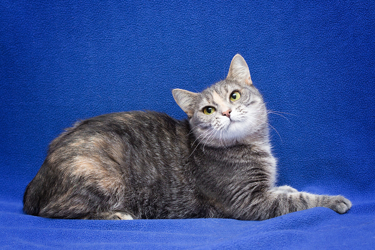 Мисти. Красавица и умница