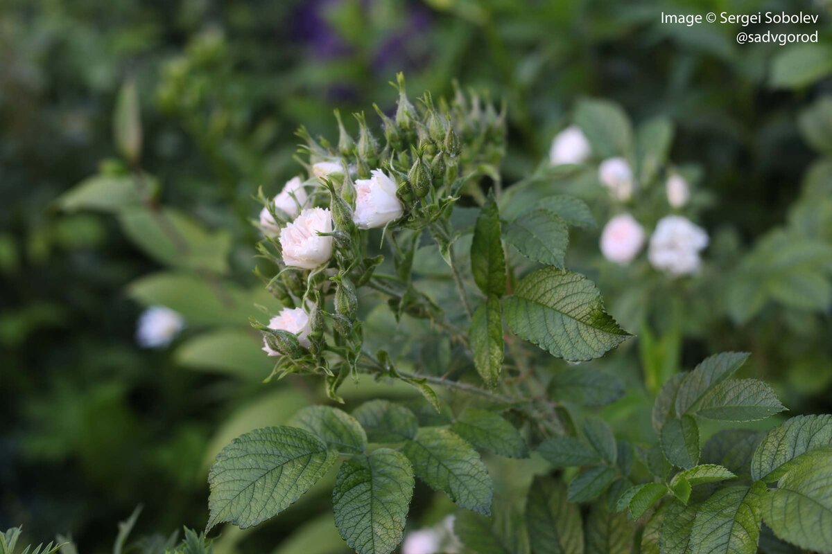 Начало цветения 'White Grootendorst' в конце июня.