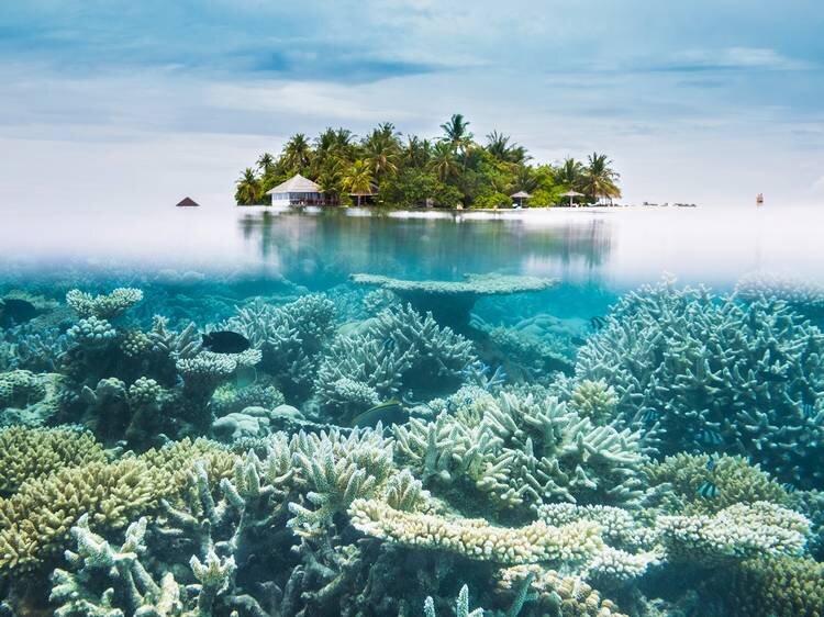 Мальдивы (мальд. ދިވެހިރާއްޖެ, Дивехи Раджже) — государство в Южной Азии, располагающееся на группе атоллов в Индийском океане, находящихся к югу от Индии. Столица — город Мале.