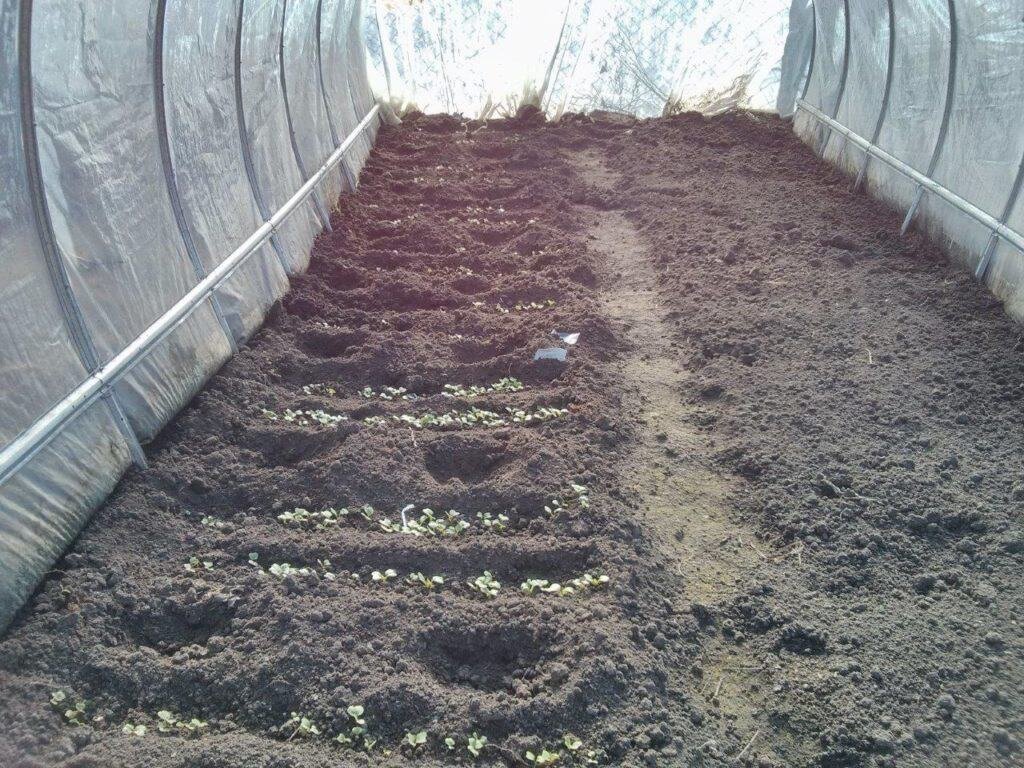   Для любых цветов главным является правильно подобранный грунт и условия  роста, выращивание тюльпанов в теплице на продажу, требует всего этого и  много заботы