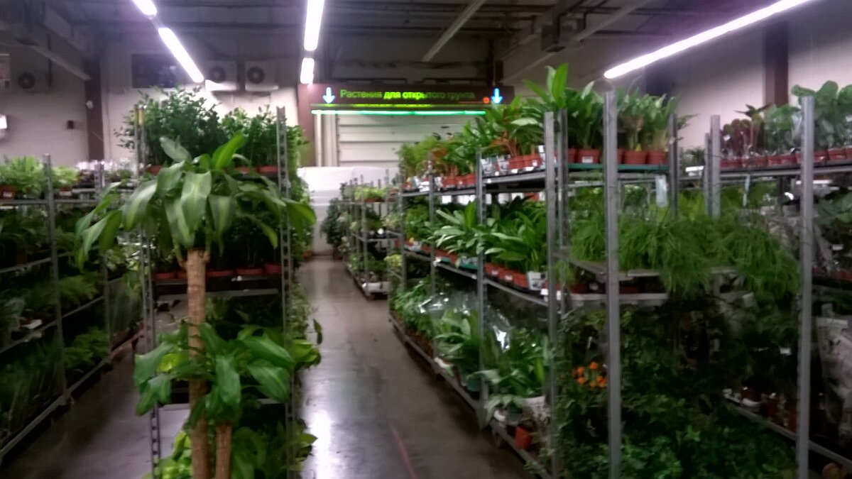 На скорую руку заснял еще ряды полок. Мне вон туда, дальше, к растениям для открытого грунта. Так что полки и полки остались сзади. 